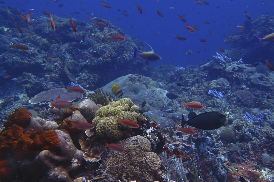 most diverse coral reefs on the planet