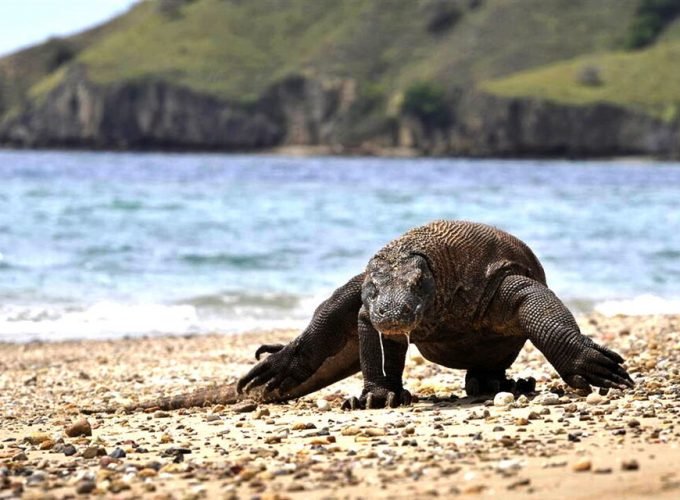 Komodo Island Private 3-Day Tour with Boat and Hotel Stay